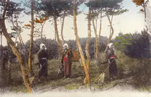 Raking: Raking Fir cones