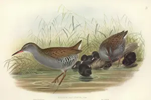 Gruiformes: Rallus aquaticus, water rail