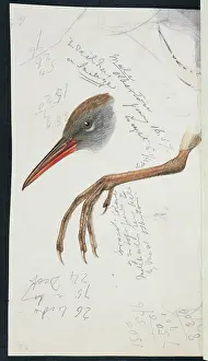 Gruiformes: Rallus aquaticus, water rail