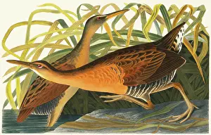 Elegans: Rallus elegans, king rail