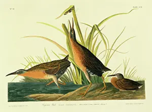 Virginian: Rallus limicola, Virginia rail