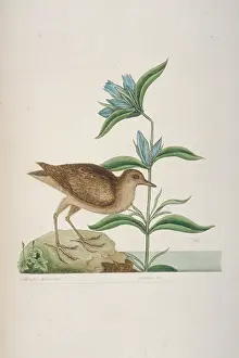 Virginian: Rallus limicola, Virginian rail