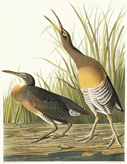 Gruiformes: Rallus longirostris, clapper rail