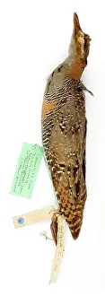 Ornithological: Rallus phippensis