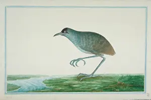 1722 C: Rallus sp. Rail