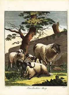 Gentleman And Farmers Dictionary: Ram, ewe and lambs of the Lincoln Longwool