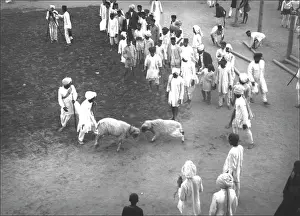 Ponsonby: Ram fighting - India