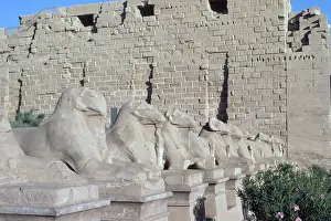 Sphinxes: RAM-HEADED SPHINXES