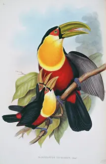 Piciformes: Ramphastos dicolorus, red-breasted toucan