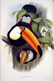 Piciformes: Ramphastos toco, toco toucan