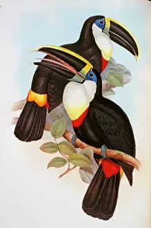 Piciformes: Ramphastos vitellinus culminatus, channel-billed toucan