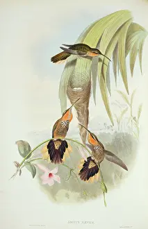 Trochilidae: Ramphodon naevius, saw-billed hermit