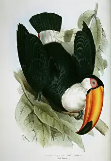 Piciformes: Ramphostos toco, toco toucan
