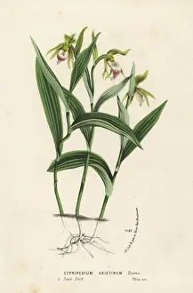 Serres: Ram's-head lady's-slipper orchid, Cypripedium arietinum