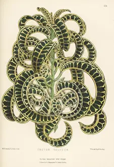 Houseplant: Ram's horn croton, Codiaeum variegatum var. volutum
