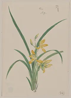 Fronds: Ran - July