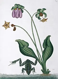 Rana: Rana aquatica, water frog