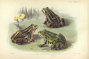 Esculenta: Rana esculenta, edible frog
