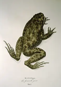 Gigas: rana gigas