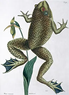 Slipper: Rana maxima, bull frog