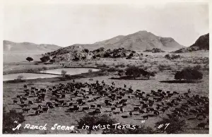 Herding: Ranch scene in West Texas, USA