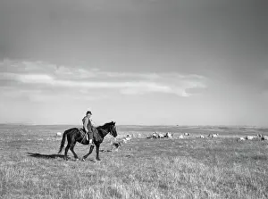 Pennington: Rancher - herding - sheep - livestock