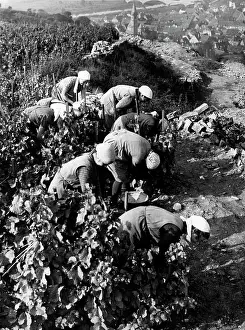 Viniculture: Randersacker