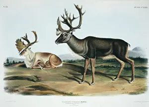 Compare: Rangifer tarandus, caribou