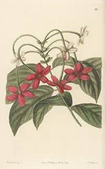 John Lindley: Rangoon creeper, Combretum indicum