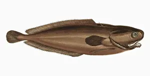 Tadpole: Raniceps raninus, or Tadpole Fish