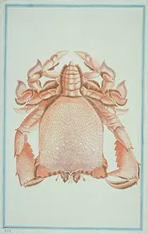 Spiky: Ranina ranina, spanner crab