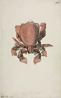 Segmented: Ranina ranina, spanner crab