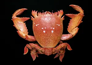 Crustacean: Ranina ranina, spanner crab