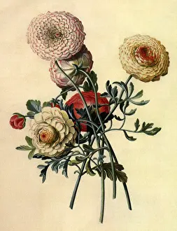 Dionysius: Ranunculus