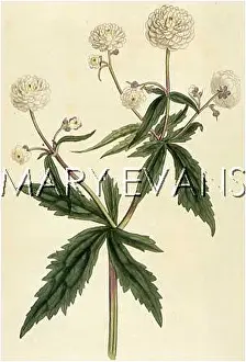 Crowfoot: RANUNCULUS ACONITIFOLIUS