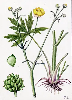 Buttercup: Ranunculus acris
