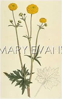 Crowfoot: RANUNCULUS ACRIS FLORE