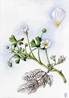 Crowfoot: Ranunculus aquatilis
