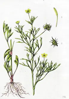 Bland: Ranunculus arvensis