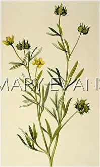 Crowfoot: RANUNCULUS ARVENSIS