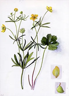 Snelling: Ranunculus auricomus