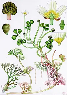 Crowfoot: Ranunculus baudotii