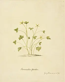 Buttercup: Ranunculus biternatus, antarctic buttercup