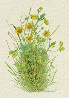 Ranunculus: RANUNCULUS BULBOSUS