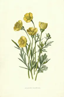 Crowfoot: RANUNCULUS BULBOSUS