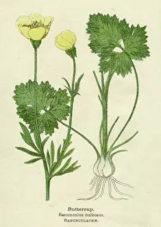 Ranunculus: RANUNCULUS BULBOSUS