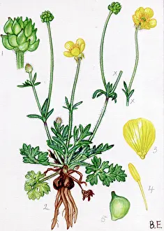 Buttercup: Ranunculus bulbosus