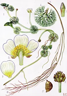 Leaved: Ranunculus circinatus
