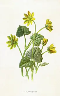 Ranunculus: RANUNCULUS FICARIA