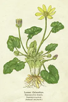Ranunculus: RANUNCULUS FICARIA
